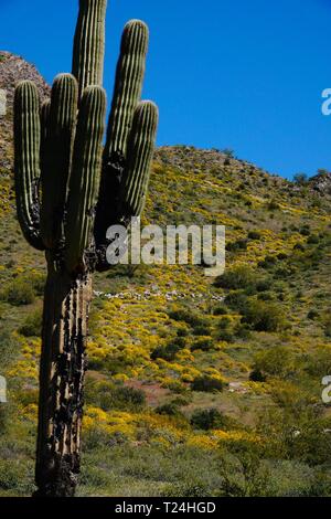 Im Frühjahr Wildblumen wachsen für eine kurze Zeit in der Wüste von Arizona auf dumme Freizeitpark. Stockfoto