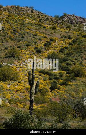 Im Frühjahr Wildblumen wachsen für eine kurze Zeit in der Wüste von Arizona auf dumme Freizeitpark. Stockfoto