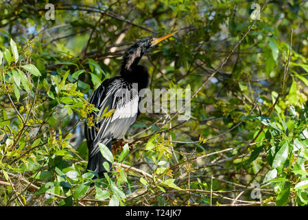 Anhinga anhinga anhinga (männlich) in einen Baum in Big Cypress Bend Boardwalk, Florida, USA gehockt Stockfoto