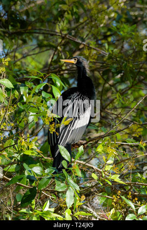 Anhinga anhinga anhinga (männlich) in einen Baum in Big Cypress Bend Boardwalk, Florida, USA gehockt Stockfoto