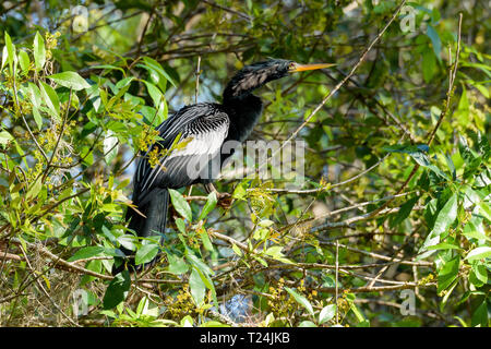 Anhinga anhinga anhinga (männlich) in einen Baum in Big Cypress Bend Boardwalk, Florida, USA gehockt Stockfoto