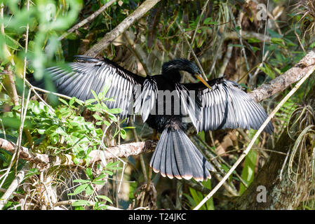 Anhinga anhinga anhinga (männlich) putzt seine Flügel, während in einem Baum in Big Cypress Bend Boardwalk, Florida, USA gehockt Stockfoto