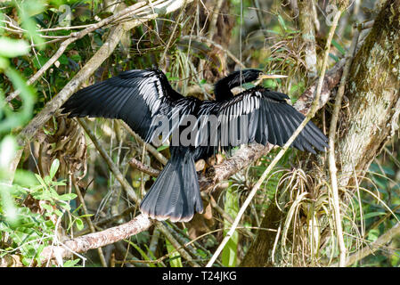 Anhinga anhinga anhinga (männlich) Trocknen seine Flügel, während in einem Baum in Big Cypress Bend Boardwalk, Florida, USA gehockt Stockfoto