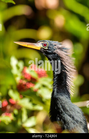 Nahaufnahme Porträt einer männlichen (anhinga Anhinga anhinga) im Big Cypress Bend Boardwalk, Florida, USA Stockfoto