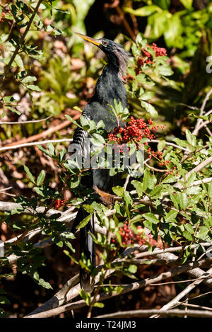 Anhinga anhinga anhinga (männlich) in einen Baum in Big Cypress Bend Boardwalk, Florida, USA gehockt Stockfoto