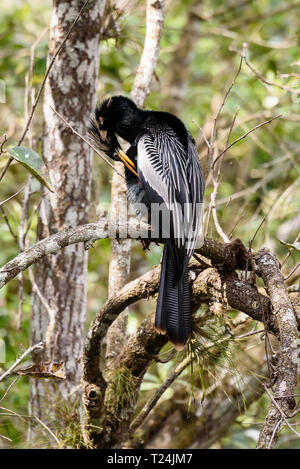 Anhinga anhinga anhinga (männlich) putzt seine Flügel, während auf einem Ast in Corkscrew Swamp Sanctuary, Florida, USA gehockt Stockfoto