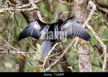 Anhinga anhinga anhinga (männlich) Trocknen seine Flügel, während in einem Baum in Corkscrew Swamp Sanctuary, Florida, USA gehockt Stockfoto