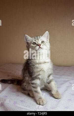 Schöne graue Kätzchen. Britisch Kurzhaar Katze. Stockfoto