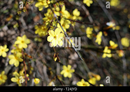 Kleine gelbe Blumen wachsen aus einem Busch in der Schweiz. Schöne helle Blüten mit einer schönen Form. An einem sonnigen Frühlingstag fotografiert. Stockfoto
