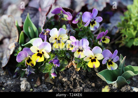 Viele hübsche dreifarbige Gelb und Lila Stiefmütterchen Blumen blühen. In Nyon, Schweiz während eines schönen und sonnigen Frühling fotografiert. Reizend! Stockfoto