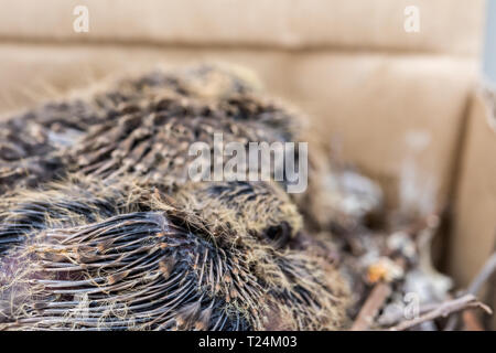 Baby Laughing dove (Streptopelia senegalensis) feedlings - Neugeborene warten in Dove Nest für Lebensmittel mit wachsenden neuen Federn - Makro - ganz in der Nähe Stockfoto