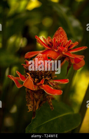 Etlingera elatiorbegonie Erdbeere (auch bekannt als Fackel Ingwer, Ingwer, Red Ginger Lily, Taschenlampe Lily, Wild Ginger, combrang, bunga kantan) in einem Costa Rica Garten Stockfoto