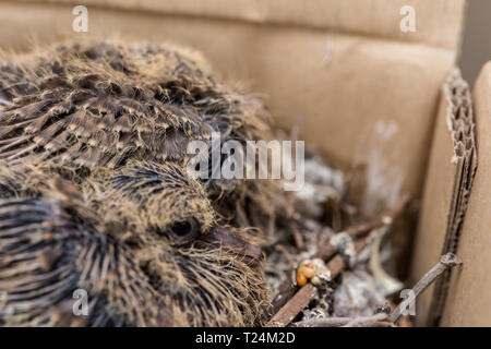 Baby Laughing dove (Streptopelia senegalensis) feedlings - Neugeborene warten in Dove Nest für Lebensmittel mit wachsenden neuen Federn - Makro - ganz in der Nähe Stockfoto