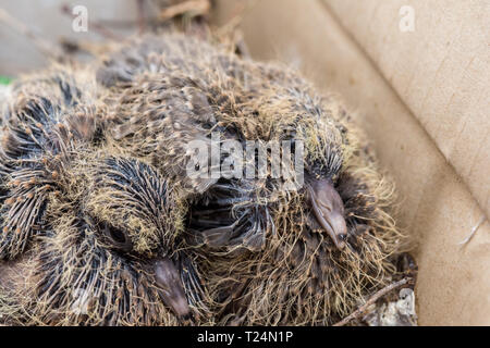 Baby Laughing dove (Streptopelia senegalensis) feedlings - Neugeborene warten in Dove Nest für Lebensmittel mit wachsenden neuen Federn - Makro - ganz in der Nähe Stockfoto