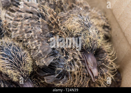 Baby Laughing dove (Streptopelia senegalensis) feedlings - Neugeborene warten in Dove Nest für Lebensmittel mit wachsenden neuen Federn - Makro - ganz in der Nähe Stockfoto