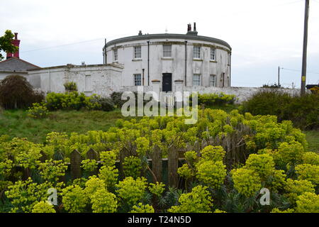 Euphorbia wächst, die reichlich im späten März, bevor die Basis des "dritten Leuchtturm "von Dungeness im Jahre 1792 gebaut. South East England, Kent. Stockfoto