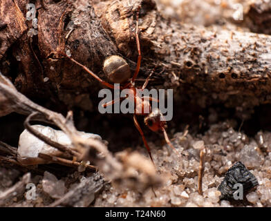 Makroaufnahme der roten Ameisen in der Natur. Red Ant ist sehr klein. Stockfoto