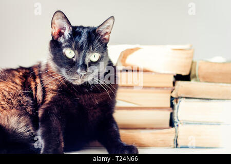 Schwarze Katze liegend auf weißer Tisch, Stapel alter Bücher auf dem Hintergrund Stockfoto