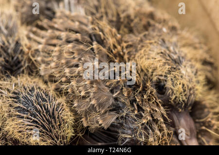 Baby Laughing dove (Streptopelia senegalensis) feedlings - Neugeborene warten in Dove Nest für Lebensmittel mit wachsenden neuen Federn - Makro - ganz in der Nähe Stockfoto