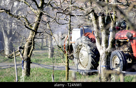 Bild einer Spritzen Apple Orchard im Frühjahr Stockfoto