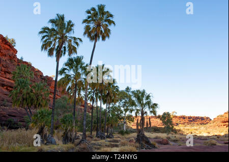 Dramatische Landschaft von Palm Valley, Northern Territory, Australien Stockfoto