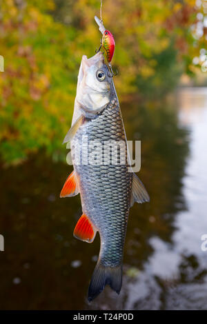 Döbel gefangen auf einem Kunststoff Köder gegen Herbstlaub Stockfoto