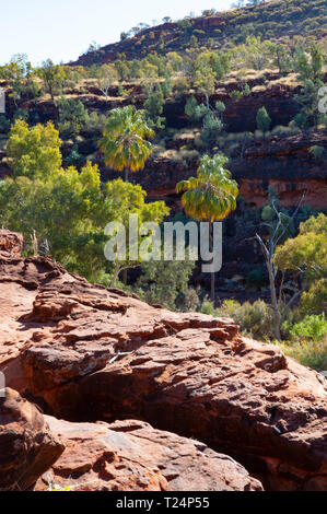 Dramatische Landschaft von Palm Valley, Northern Territory, Australien Stockfoto