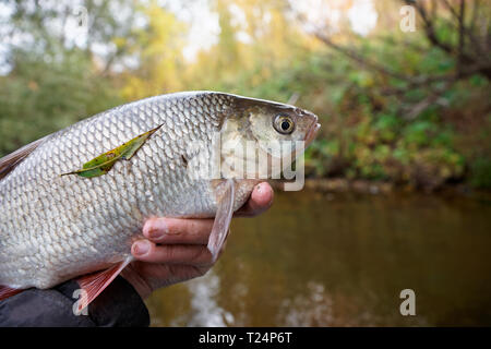 Big orfe Fisch in Fisherman's Hand Stockfoto