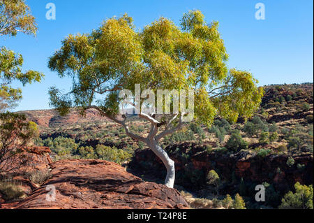 Strahlend weiße Stamm eines Ghost gum im Sonnenlicht, das Palm Valley, Northern Territory, Australien. Stockfoto