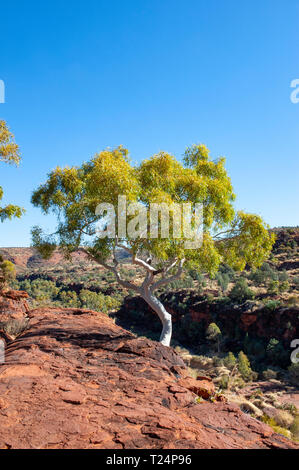 Strahlend weiße Stamm eines Ghost gum im Sonnenlicht, das Palm Valley, Northern Territory, Australien. Stockfoto