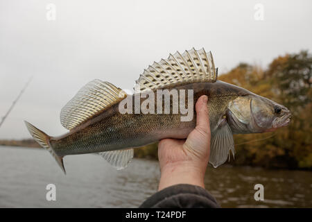 Zander gefangen auf düsteren Herbst Tag Stockfoto