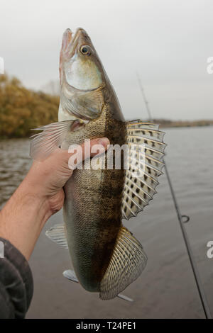 Zander gefangen auf Herbst Tag, düsteren Himmel Stockfoto