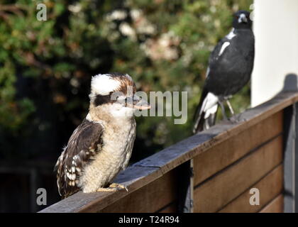 Porträt eines australischen Laughing Kookaburra. Terrestrische Baum eisvögel der Gattung Dacelo in Australien. Stockfoto