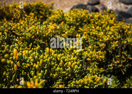 Zygophyllum fontanesii, bean Caper, kreosot Bush, in der Malpais de la Rasca, Palm Mar, Teneriffa, Kanarische Inseln, Spanien wächst Stockfoto