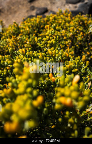 Zygophyllum fontanesii, bean Caper, kreosot Bush, in der Malpais de la Rasca, Palm Mar, Teneriffa, Kanarische Inseln, Spanien wächst Stockfoto