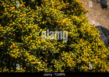 Zygophyllum fontanesii, bean Caper, kreosot Bush, in der Malpais de la Rasca, Palm Mar, Teneriffa, Kanarische Inseln, Spanien wächst Stockfoto