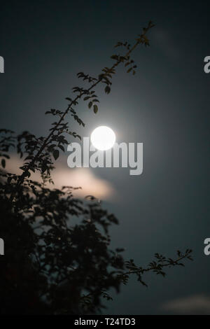 Mond im August auf 1,30 gesehen bin im südlichen Schottland Stockfoto