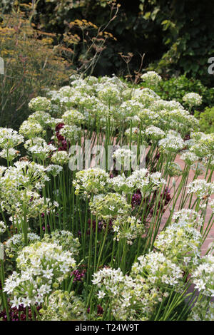 Eine große Gruppe von Allium subvillosum Blühen im Sommer in Colorado, USA Stockfoto