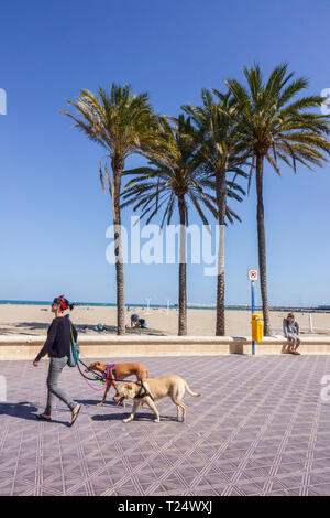 Eine Frau auf einem Spaziergang mit zwei Hunden an der Leine, Valencia Malvarrosa Strand Palme, Spanien gehen zwei Hunde, Touristen Spanien Hund Stockfoto