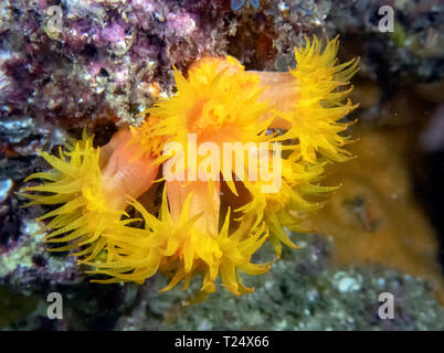 Orange Cup Coral (Tubastraea Coccinea) Stockfoto