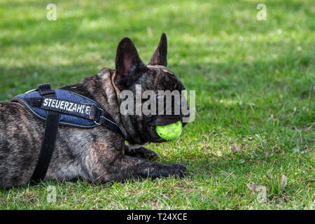 Französische Bulldogge Kauen eine Kugel Stockfoto
