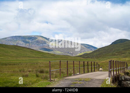 Sheep On Bridge, Grampian, Schottland Stockfoto