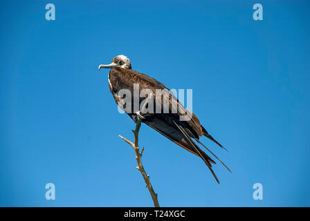 Es gibt eine große Kolonie von herrlichen Frigatebirds (Fregata magnificens) an Adolfo Lopez Mateos in Baja California, Mexiko gefunden Stockfoto