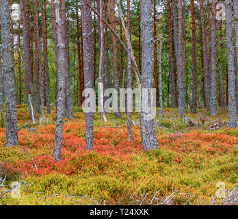 Autumn Woodlands, Die Cairngorms, Schottland Stockfoto