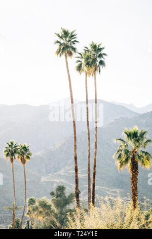 Palmen und Berge in Palm Springs, Kalifornien Stockfoto