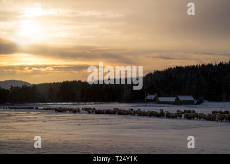 Füttern von Schafen im Winter, Großbritannien Stockfoto