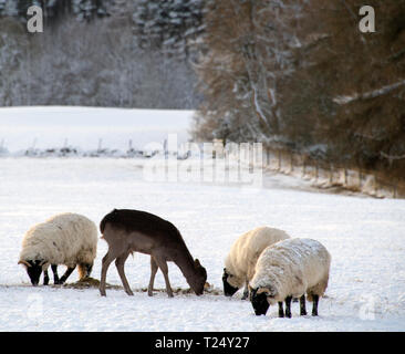 Ein junger Hirsch, der an einem Wintertag mit Schafen füttert, Schottland, Großbritannien Stockfoto