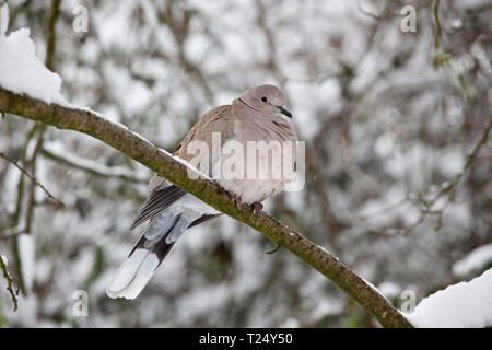 Streptopelia decaocto-Collared Dove setzte sich auf Schnee Zweig im Winter Stockfoto