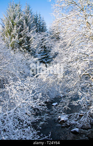 Schneebedeckte Bäume und Fluss, Schottland, Großbritannien Stockfoto