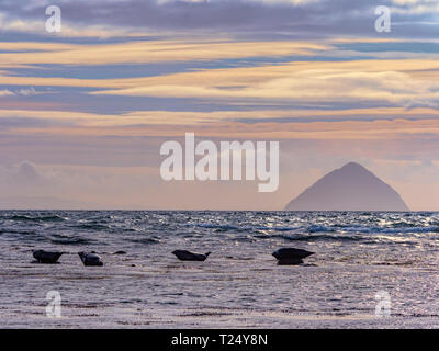 Seehunde auf den Felsen aus Aalen am Meer, mit den Ailsa Craig im Hintergrund, Isle of Arran, Schottland, Großbritannien Stockfoto